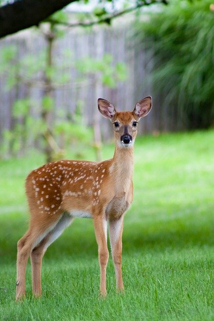 deer, fawn, wildlife, nature, bambi, mammal, animal, young, cute, grass, wilderness, deer, deer, deer, deer, fawn, fawn, fawn, fawn, fawn, bambi, bambi